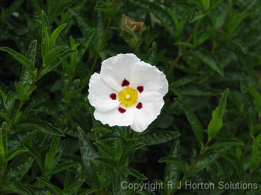 Cistus Rock Rose_2